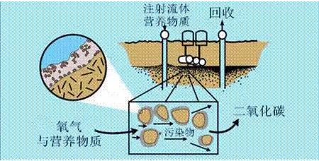 微生物修復(fù)法微生物對(duì)重金屬污染土壤的生物修復(fù)作用主要是通過微生物對(duì)重金屬的溶解、轉(zhuǎn)化與固定來(lái)實(shí)現(xiàn)。微生物對(duì)重金屬的溶解主要是通過各種代謝活動(dòng)產(chǎn)生多種低分子量的有機(jī)酸直接或間接進(jìn)行的